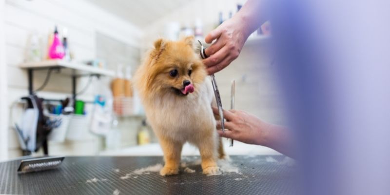 Grooming best sale day salon